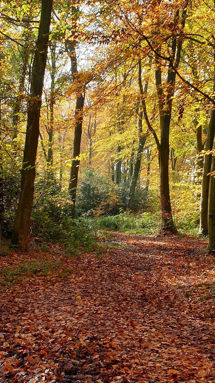 Stoke Park Woods - Image 1