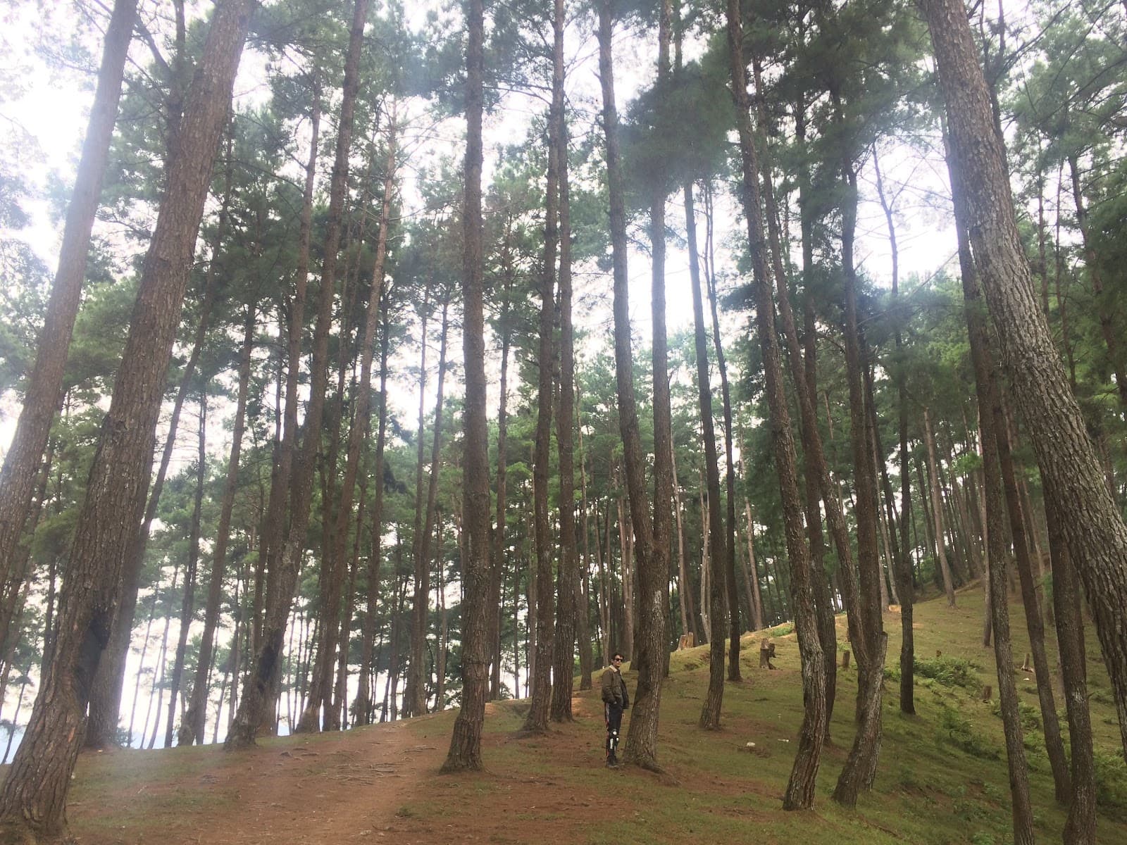 Yen Minh Pine Forest - Image 1