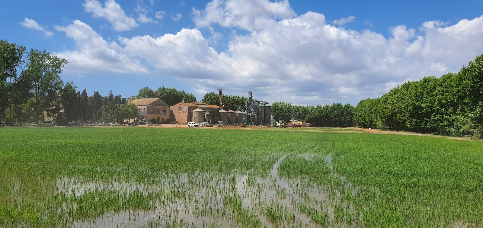 Rice Fields Exploration