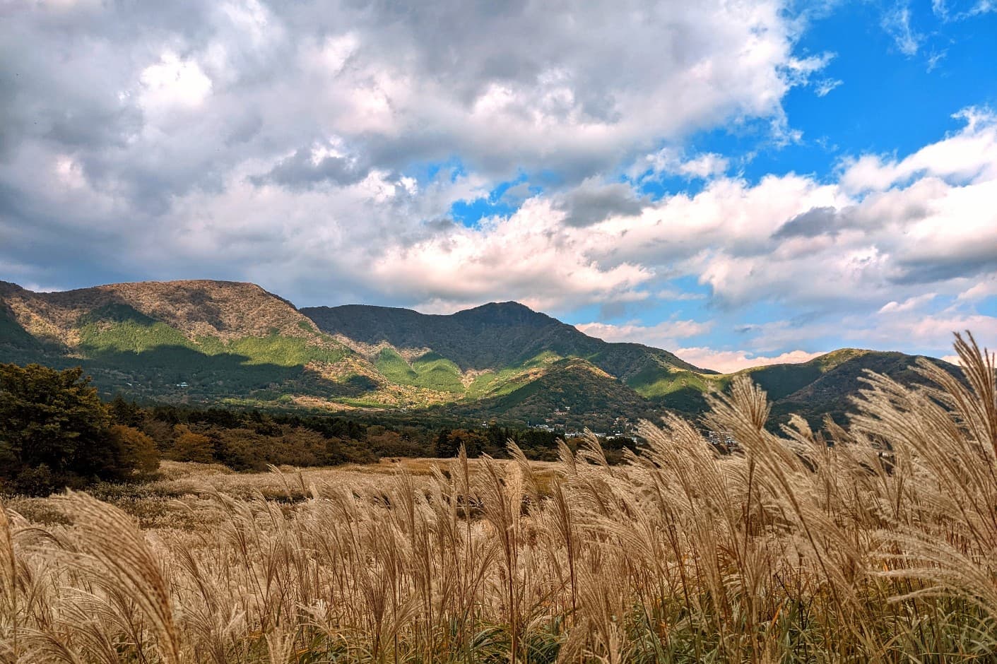Sengokuhara Pampas Grass - Image 1