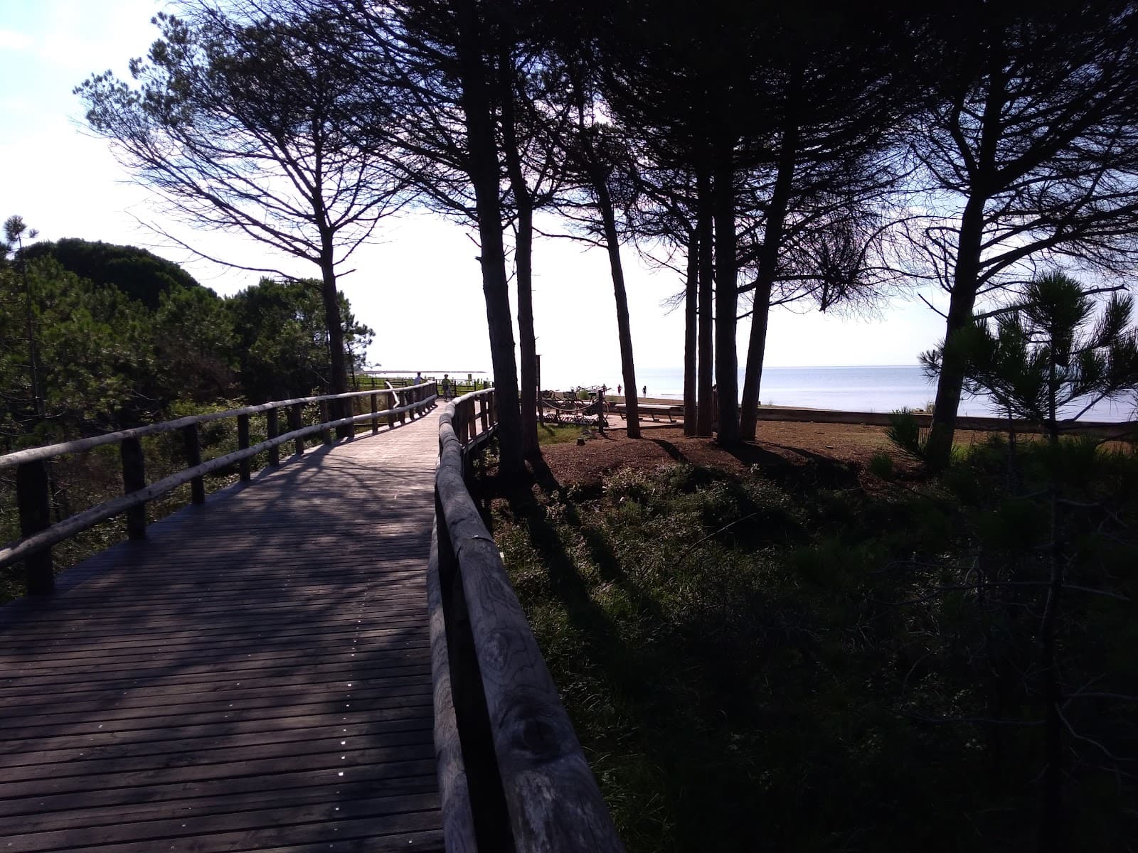 Lido dei Pini - Image 1