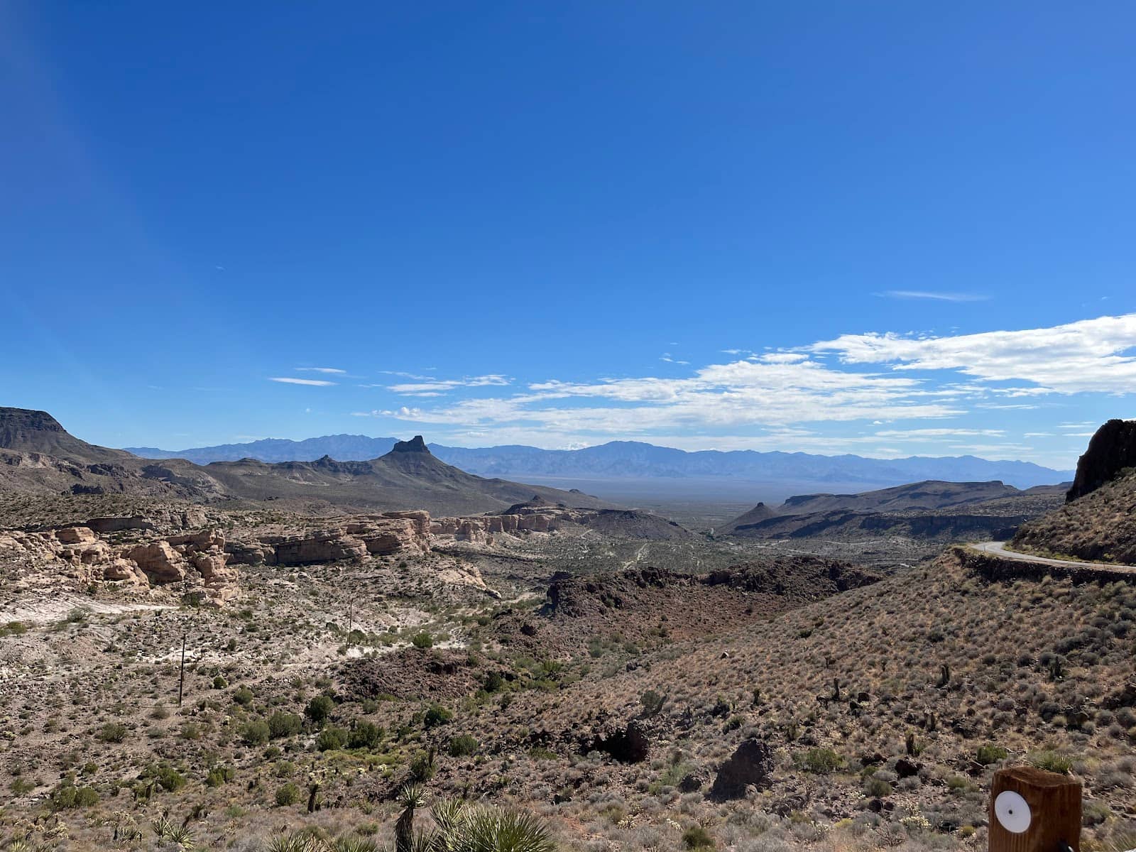 Wild Burro Encounters