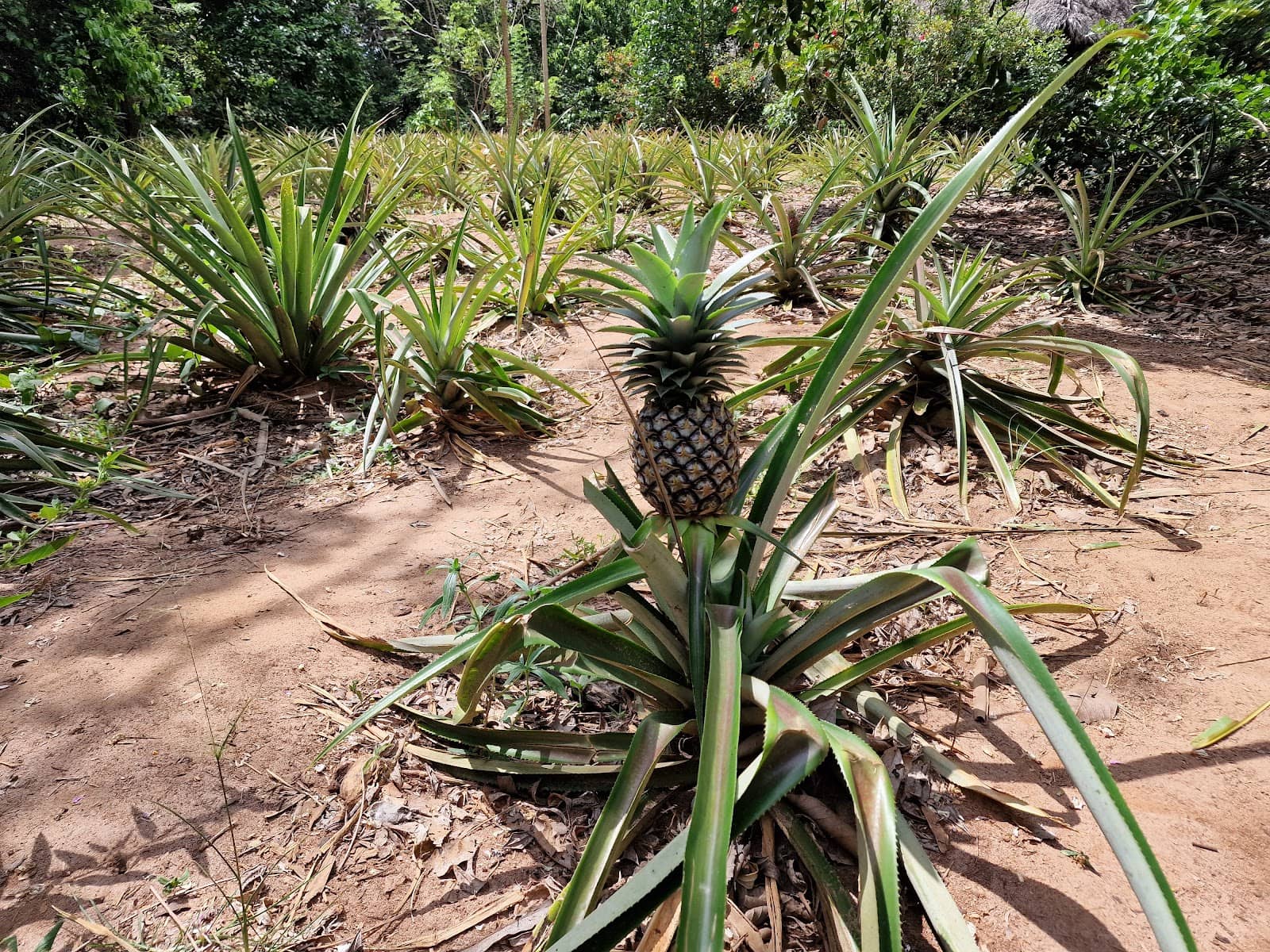 Natural Perfume Creation