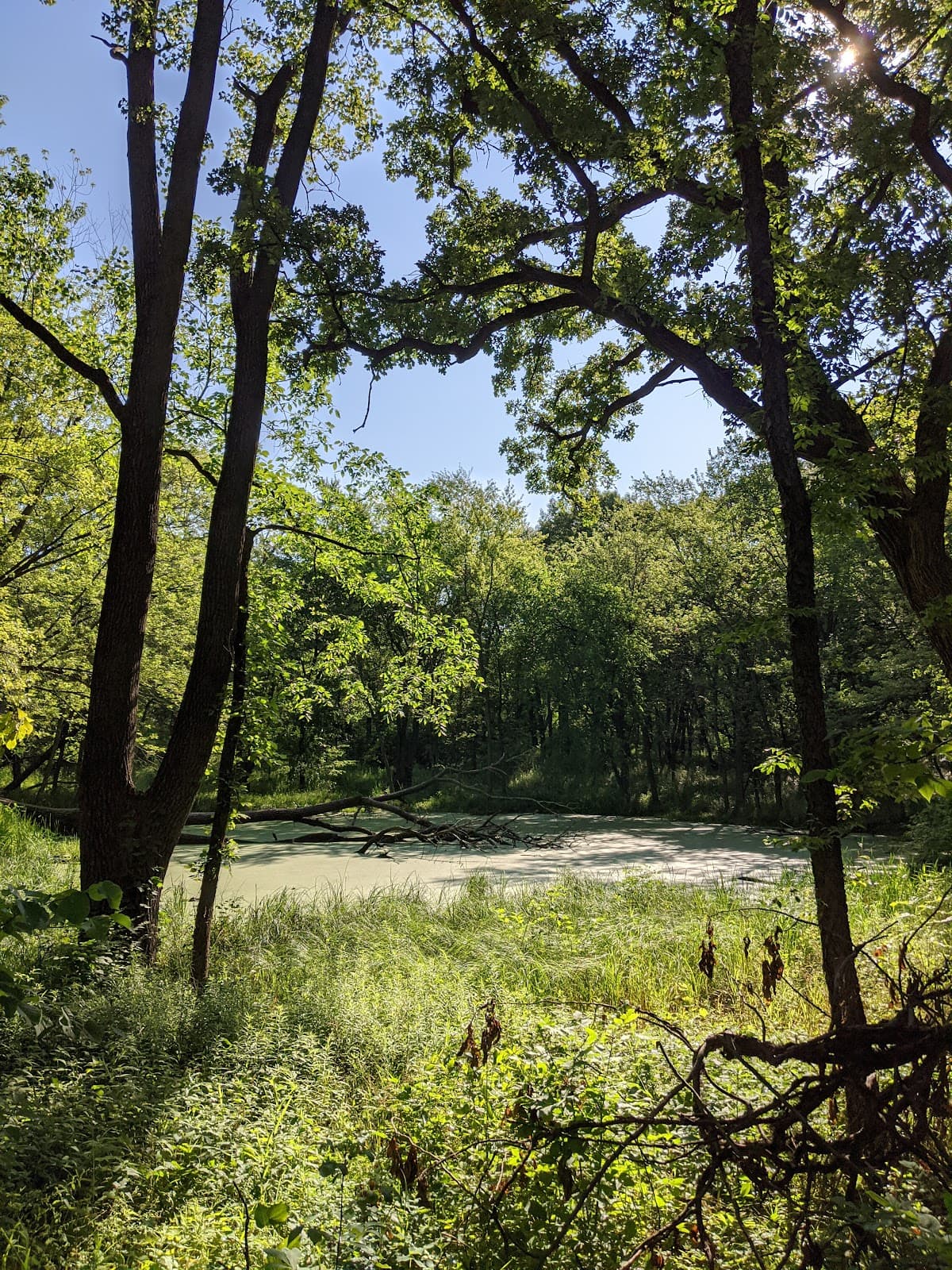 Salt Creek Woods - Image 1