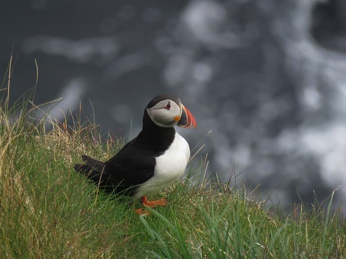 Rathlin West Light Seabird Centre - Image 1