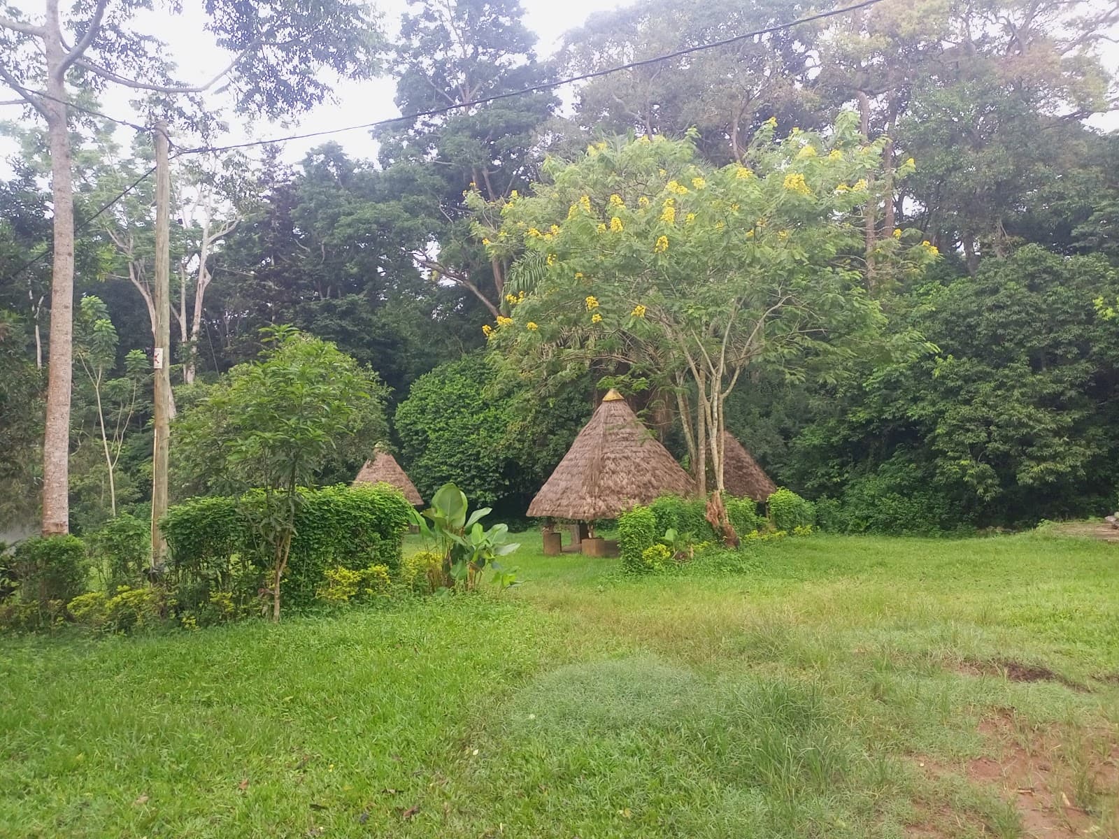 Mpanga Forest Reserve - Image 1