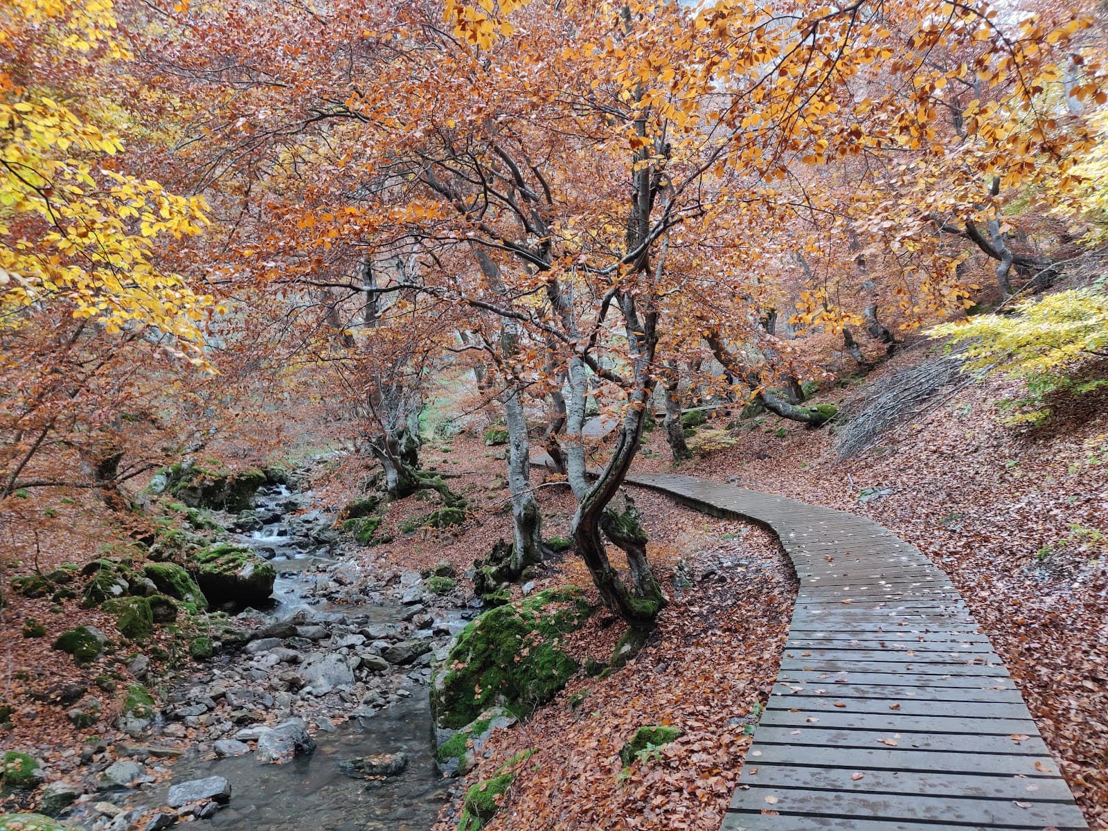 Faedo de Ciñera - Image 1