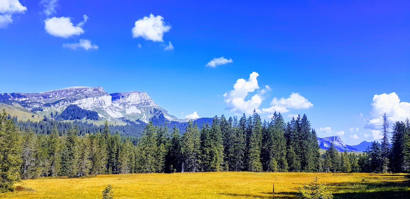 Lombachalp Moorland - Image 1