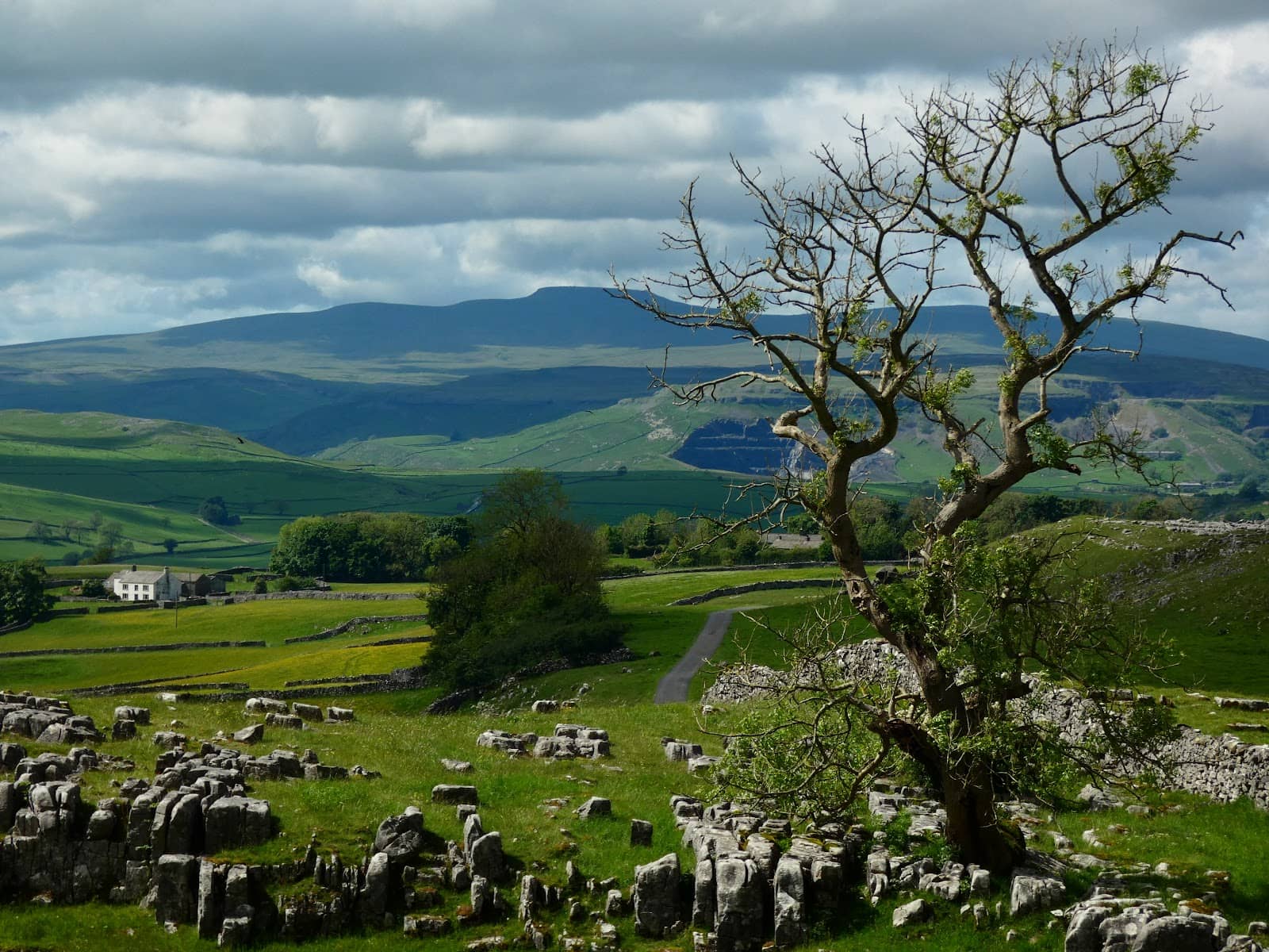 Limestone Pavements & Wildflowers