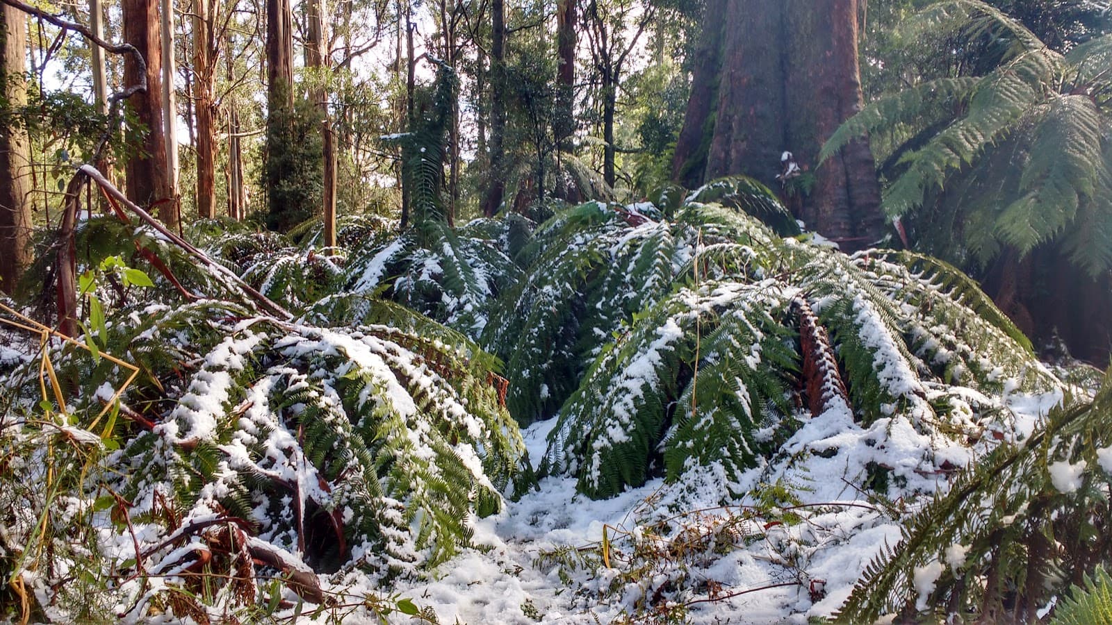 Tanglefoot Loop - Image 1
