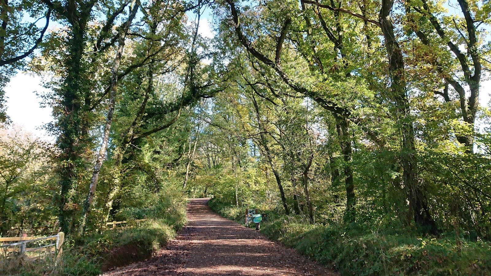 Canaston Woods - Image 1