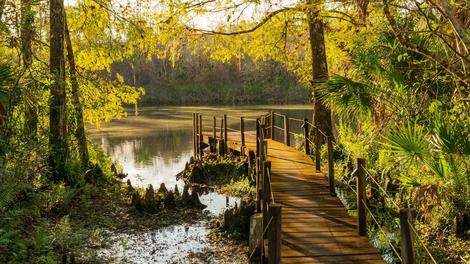 Fakahatchee Strand Preserve State Park - Image 1