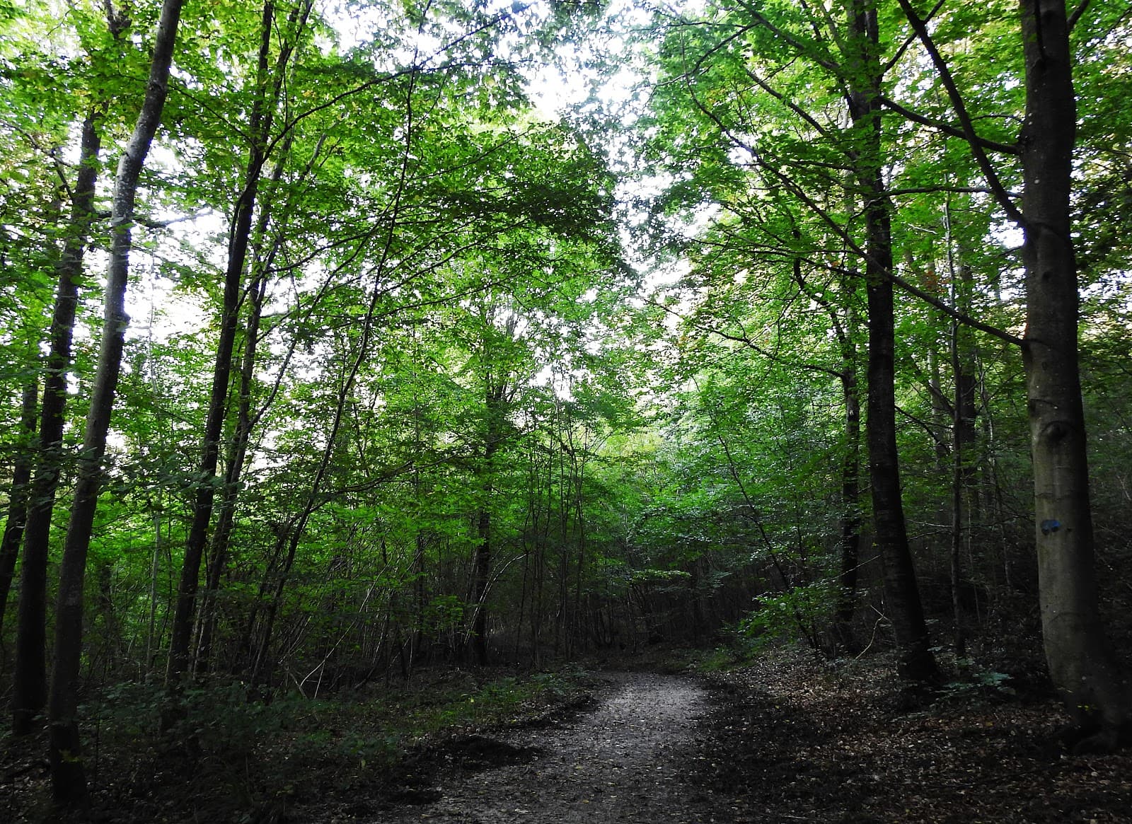 Forêt de Saint-Gobain - Image 1