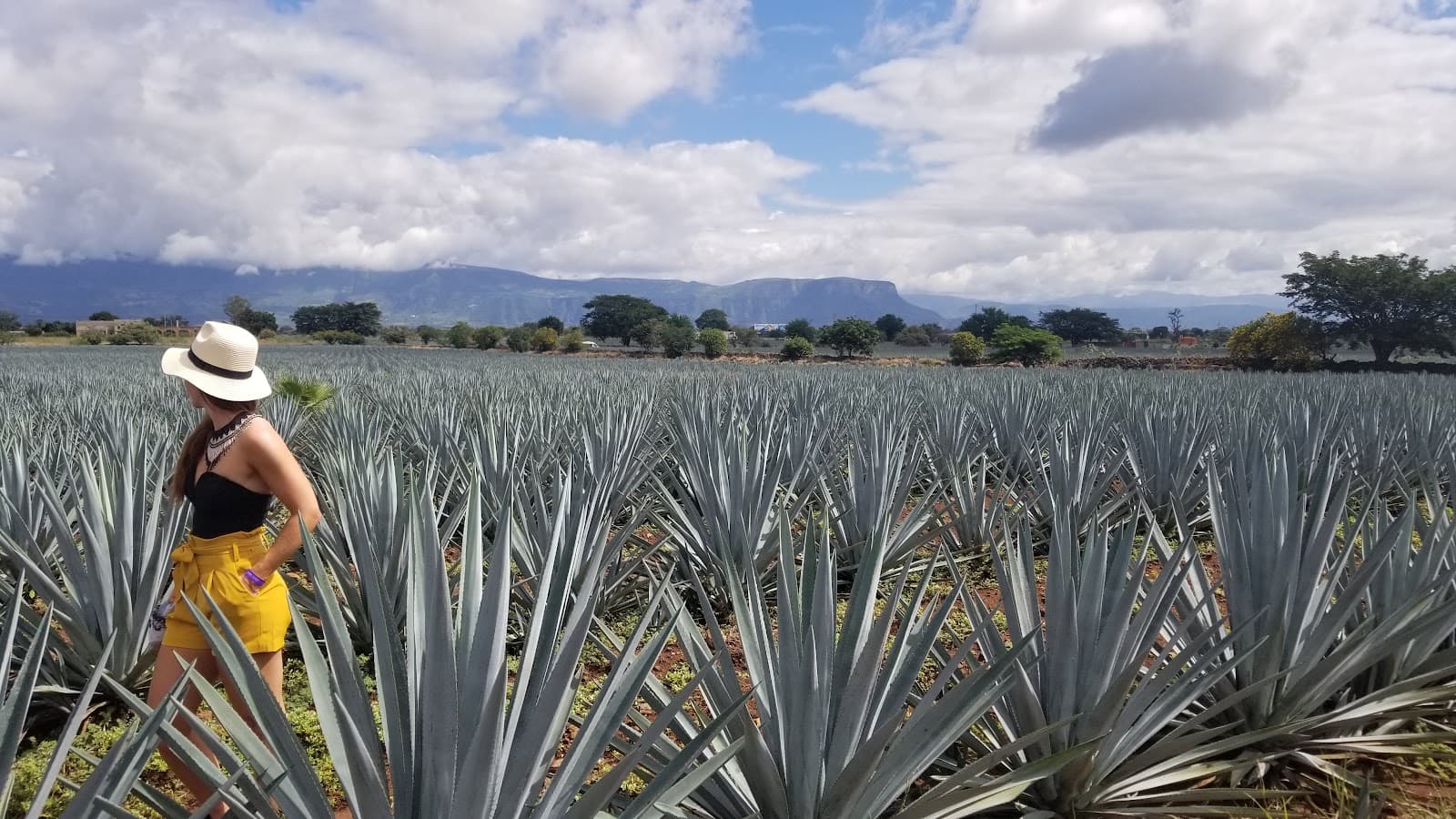 Amatitán Town & Agave Fields - Image 1