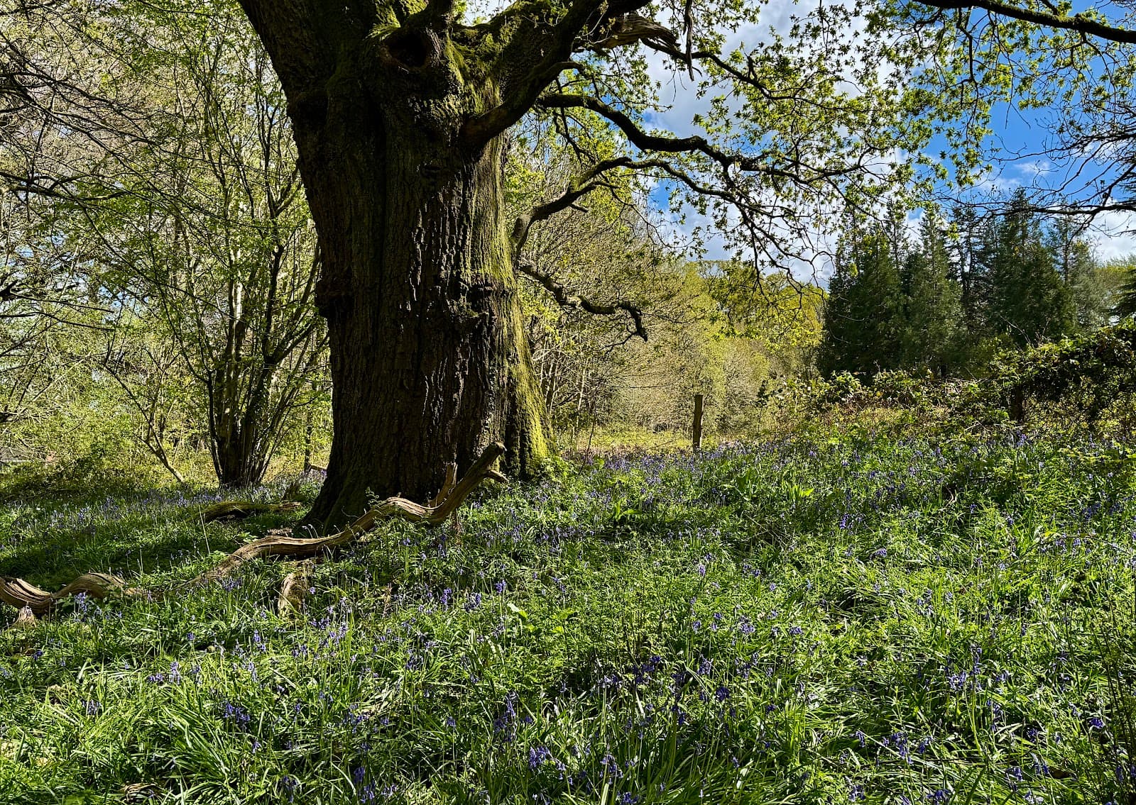 Pamphill Bluebell Woods - Image 1