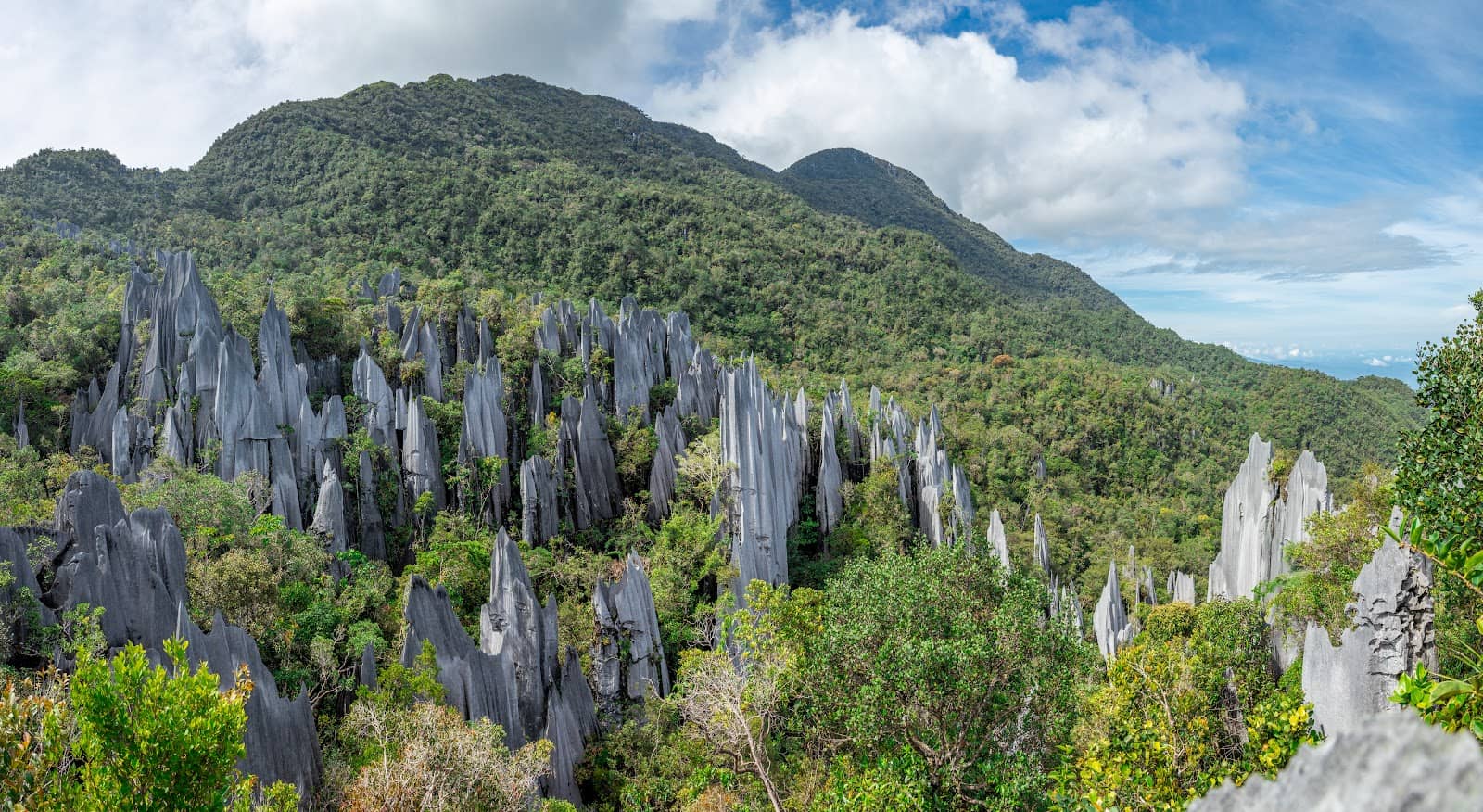 Rainforest Trek to Camp 5