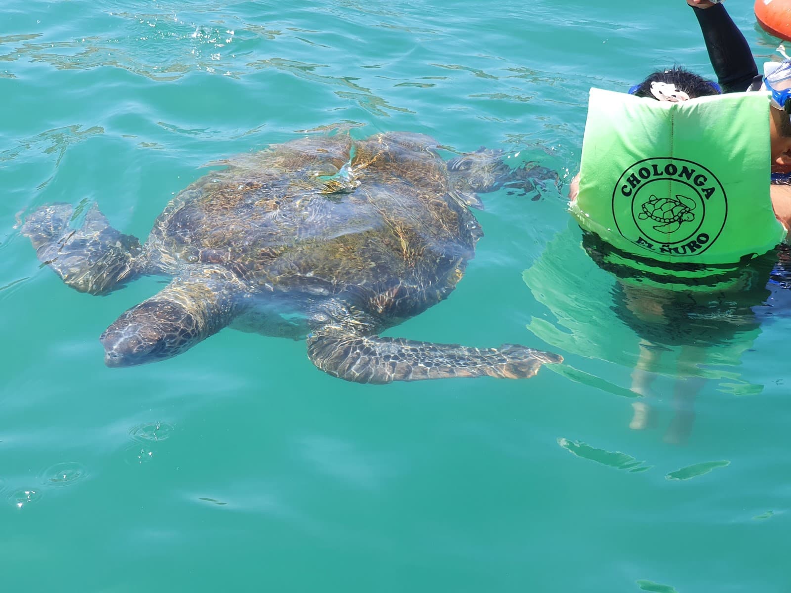 El Ñuro Pier (sea turtles) - Image 1