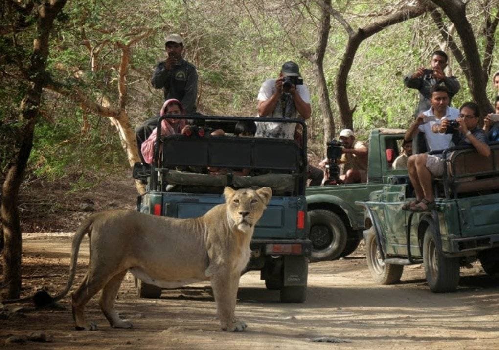 Gir National Park Buffer Zone Sasan Gir - Image 1
