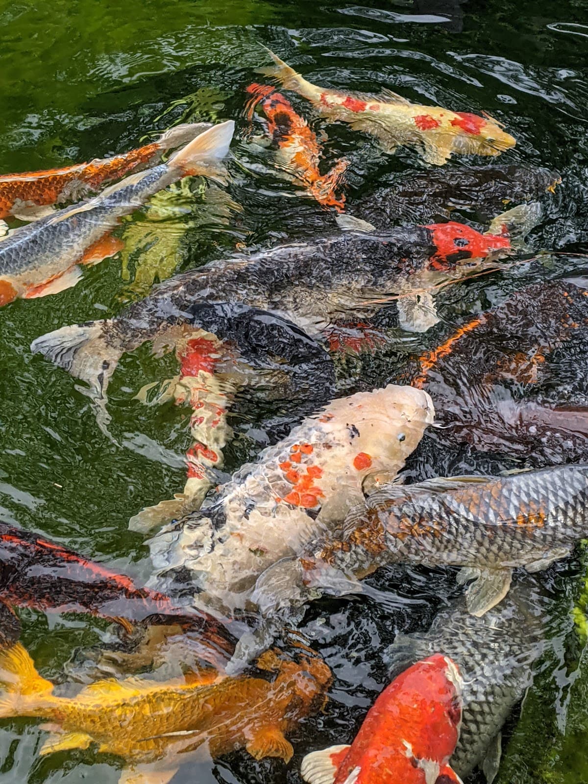 Koi Garden (Waterway) - Image 1