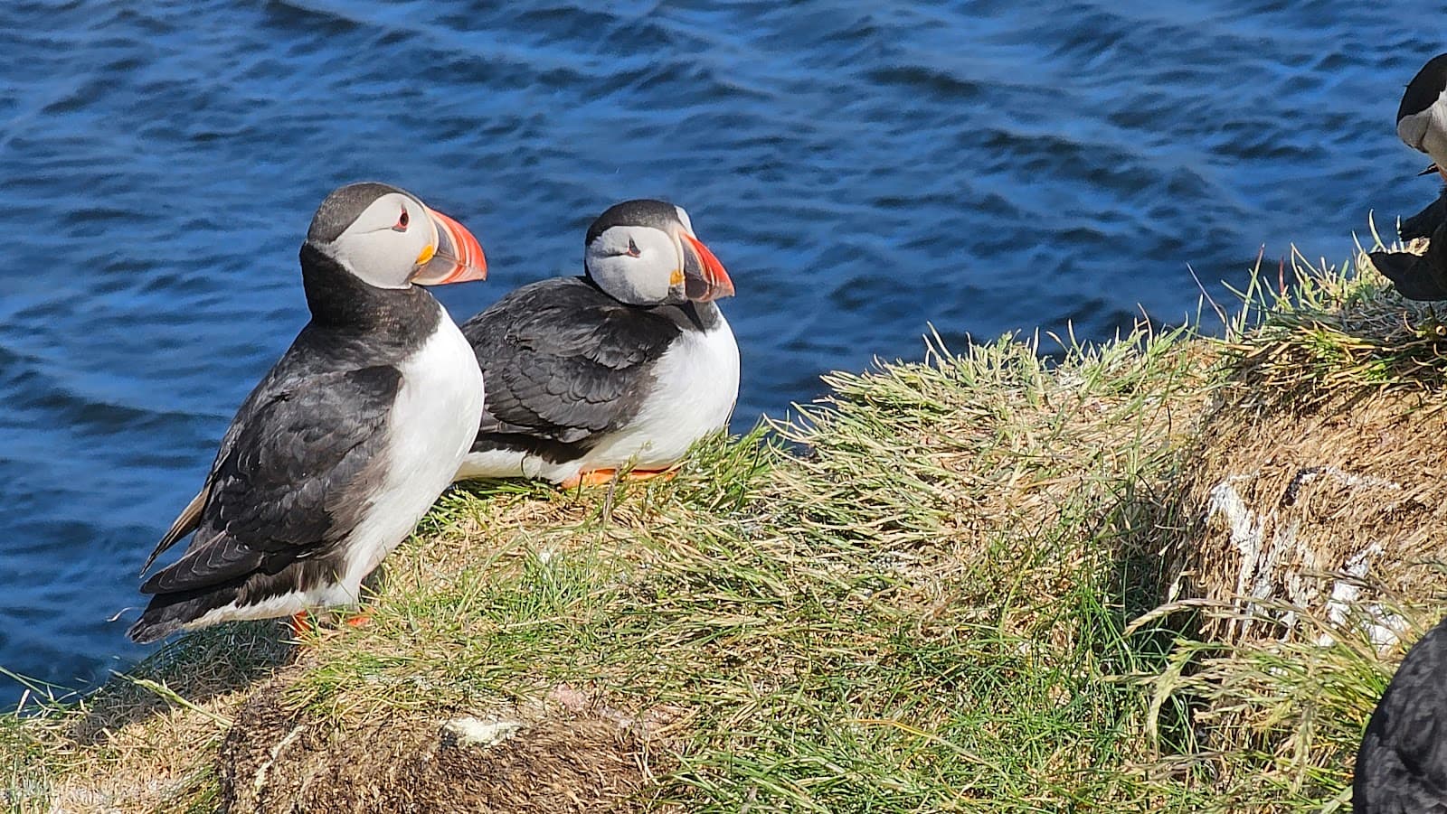 Borgarfjörður Eystri Puffins - Image 1