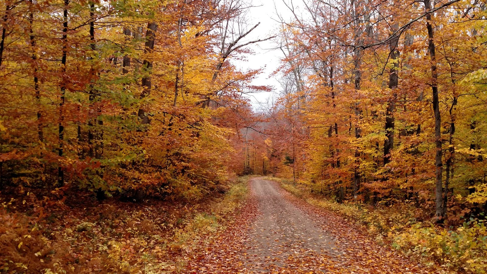 Bartlett Experimental Forest - Image 1