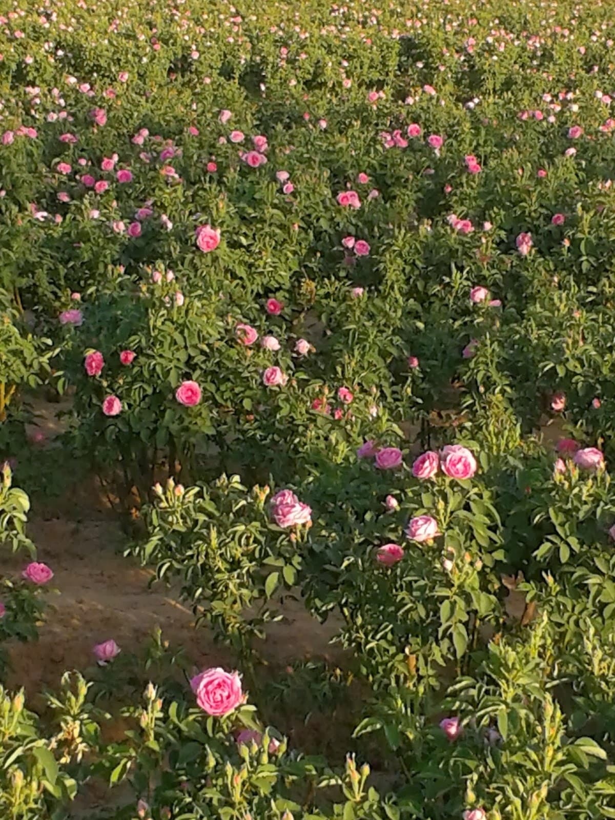 Rose Garden Pushkar - Image 1