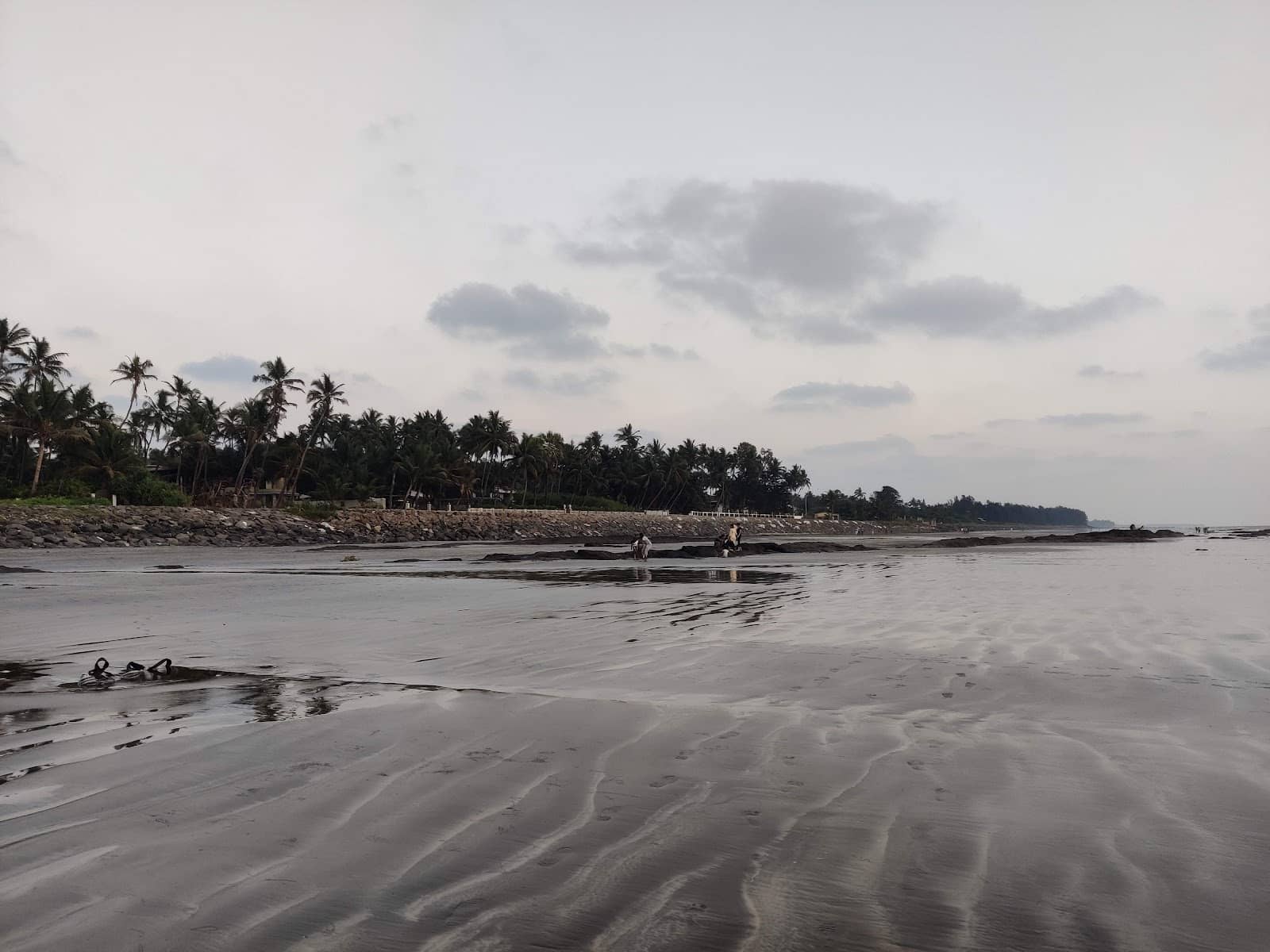 Pine Tree Lined Shores