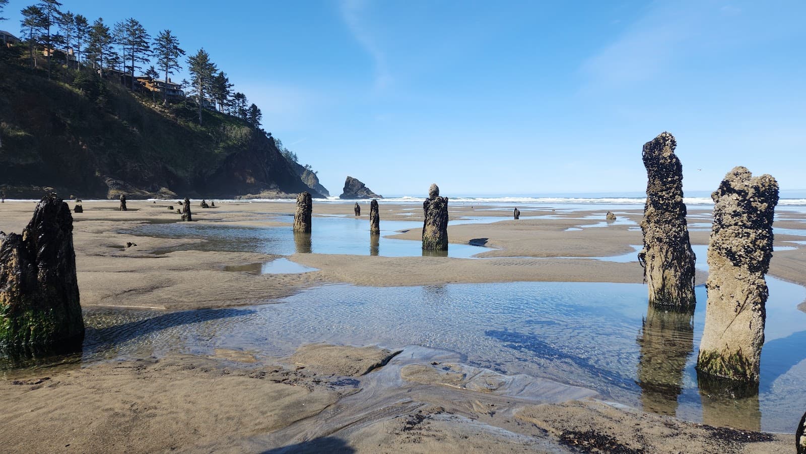 Neskowin Ghost Forest - Image 1