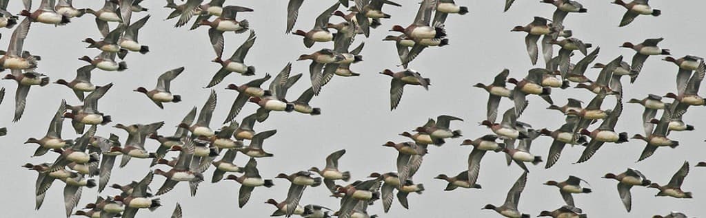 Sandwich Bay Bird Observatory - Image 1
