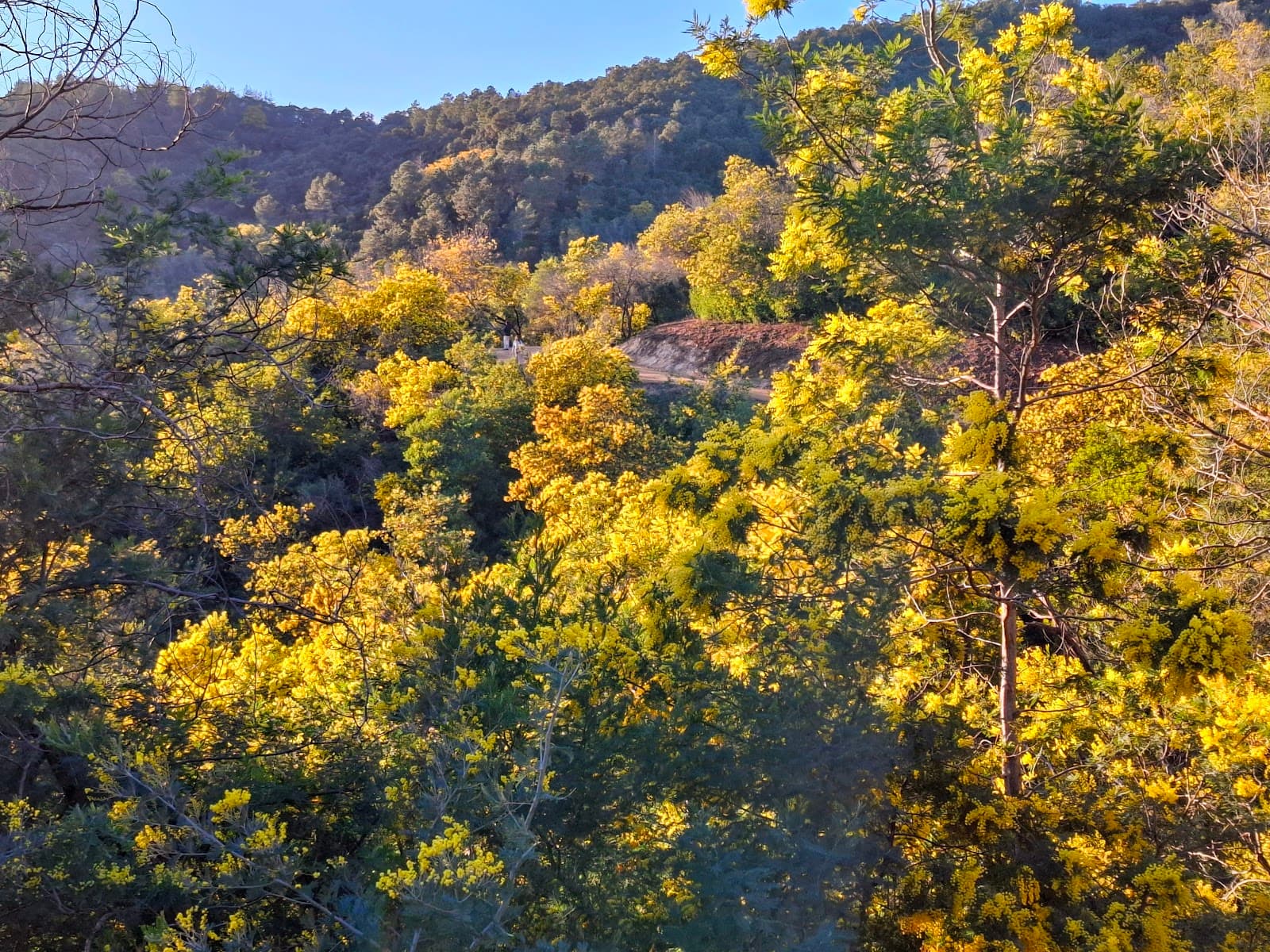 Tanneron Mimosa Forest - Image 1