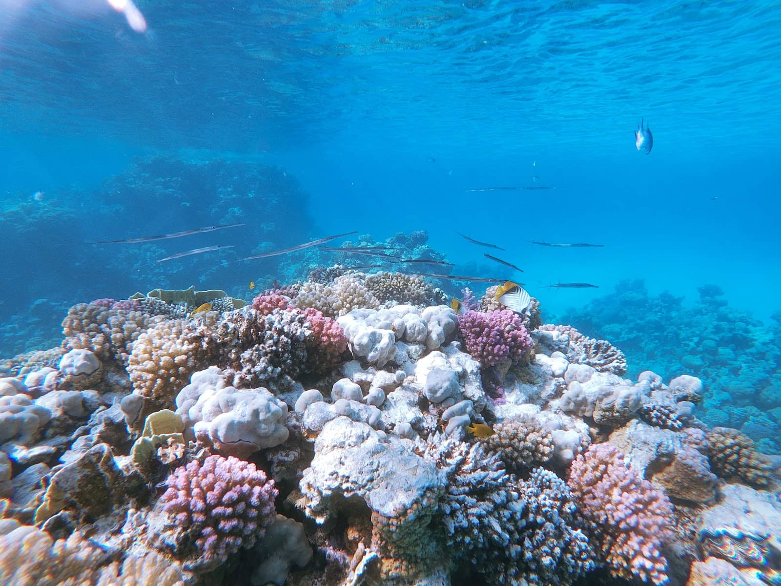 Sea Turtle Sightings