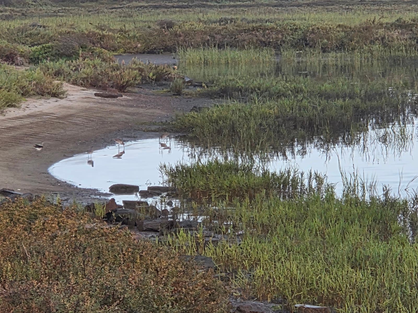 Sweetwater Marsh National Wildlife Refuge - Image 1