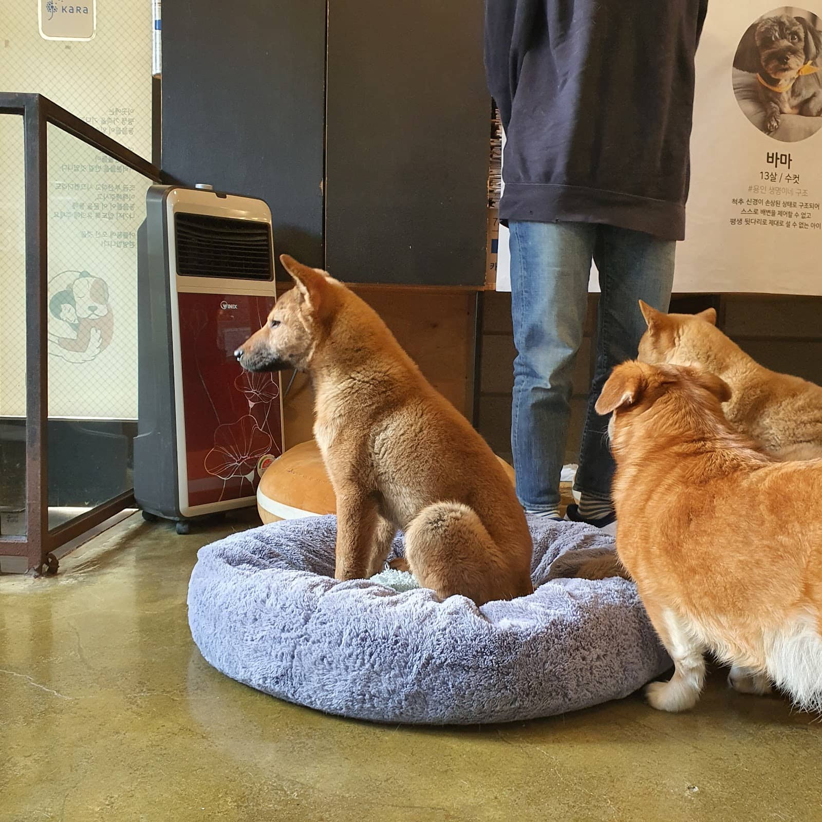 The Joy of Adoption