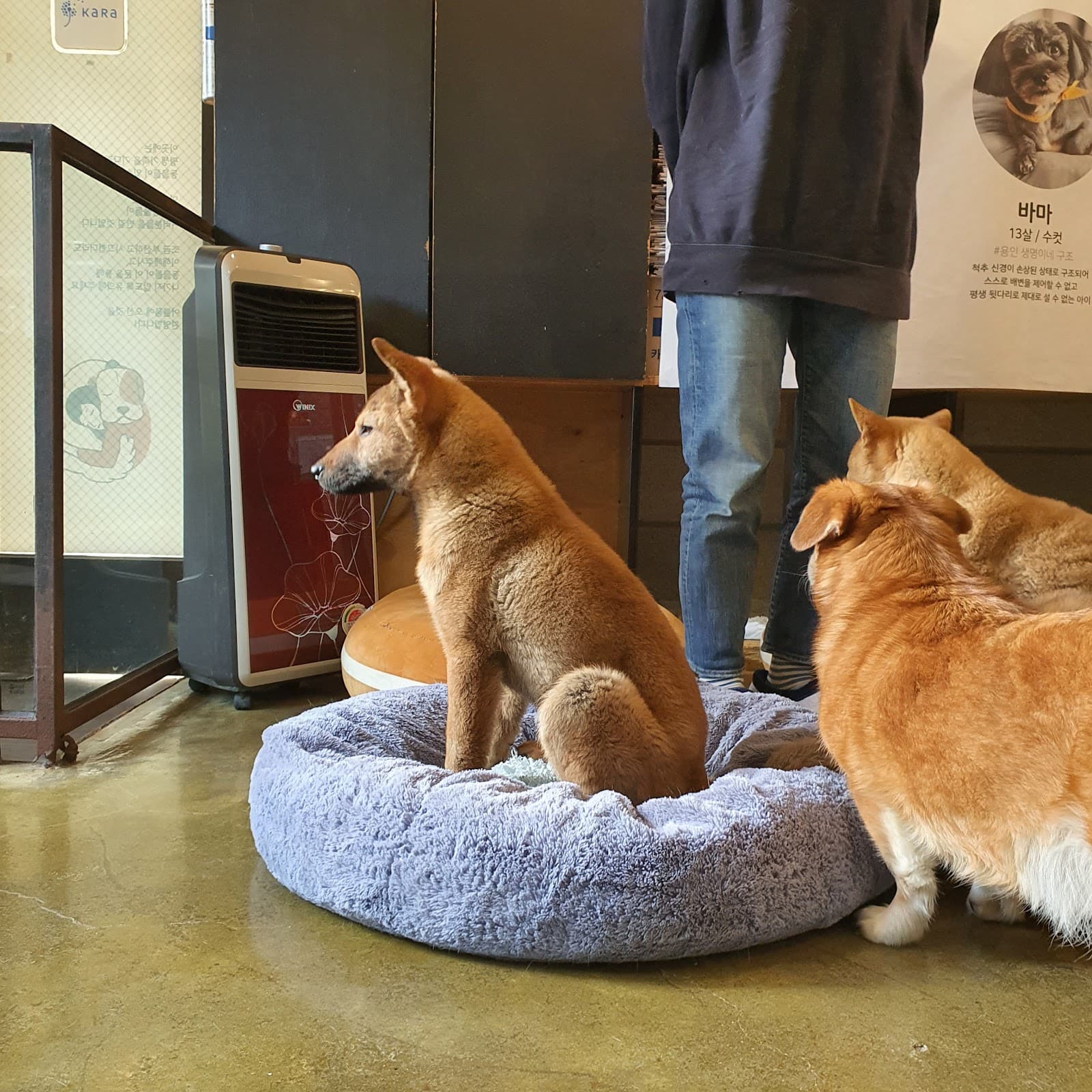 Dog Shelter in Seoul - Image 1