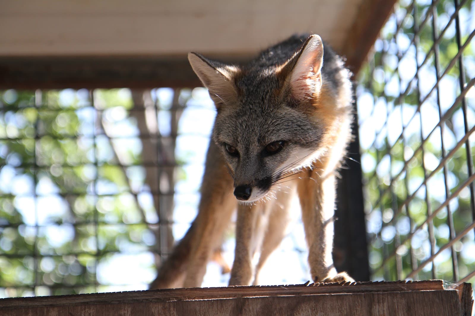 San Angelo Nature Center - Image 1