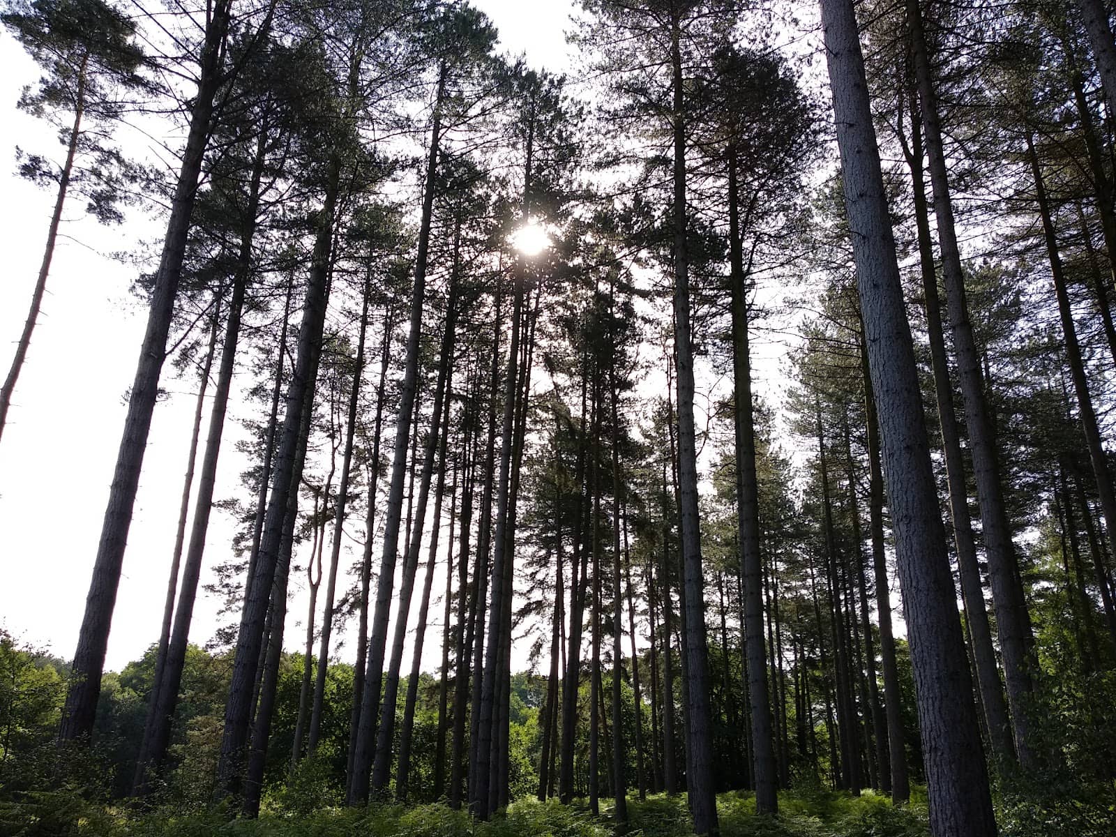Vertical photo