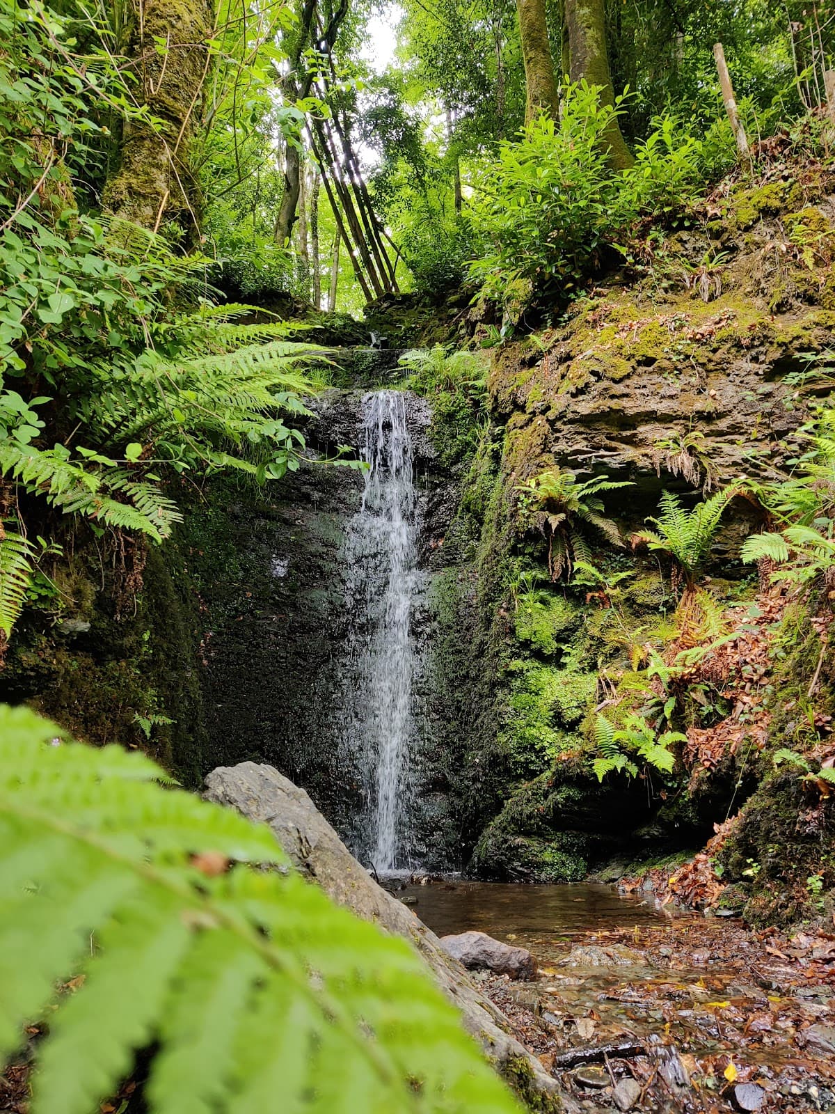 Edenvale Woodland Walk - Image 1