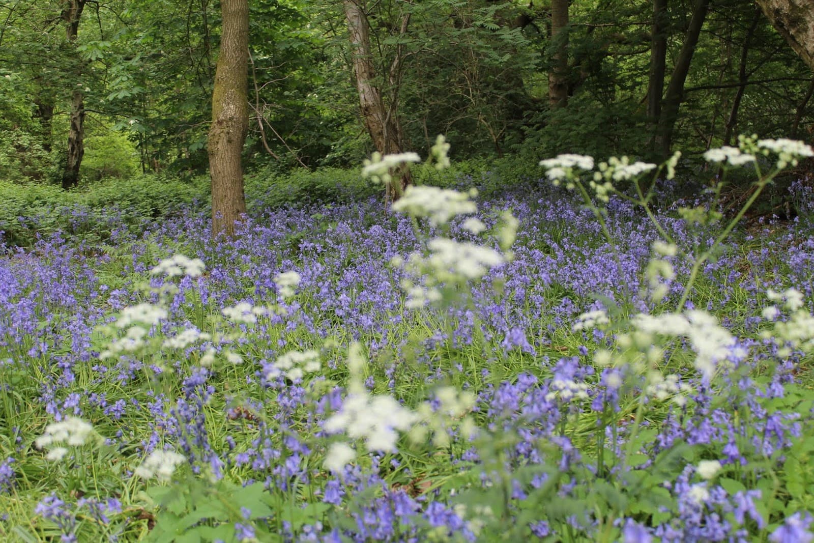 Crackley Wood Nature Reserve - Image 1