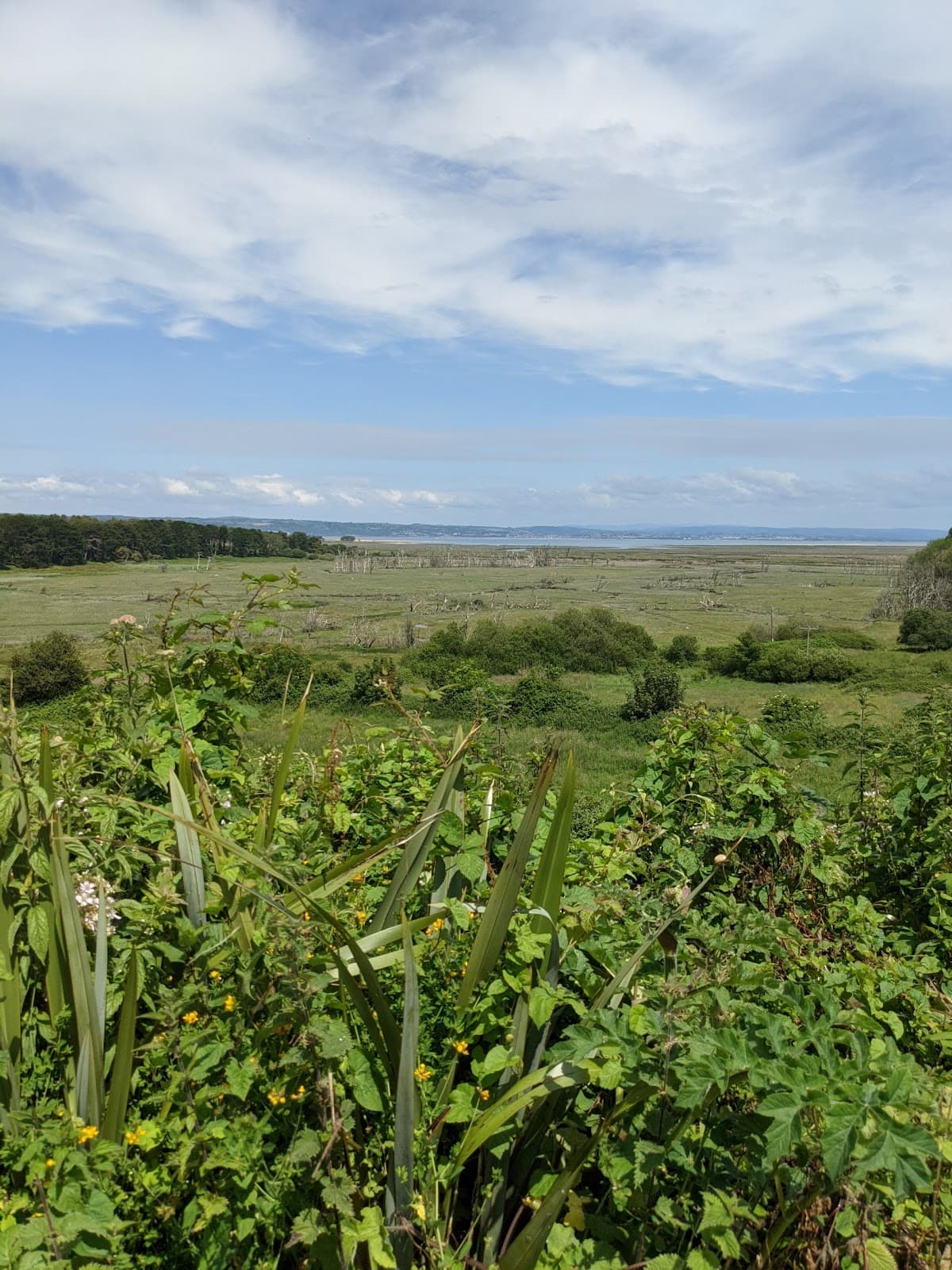 Cwm Ivy Marsh - Image 1