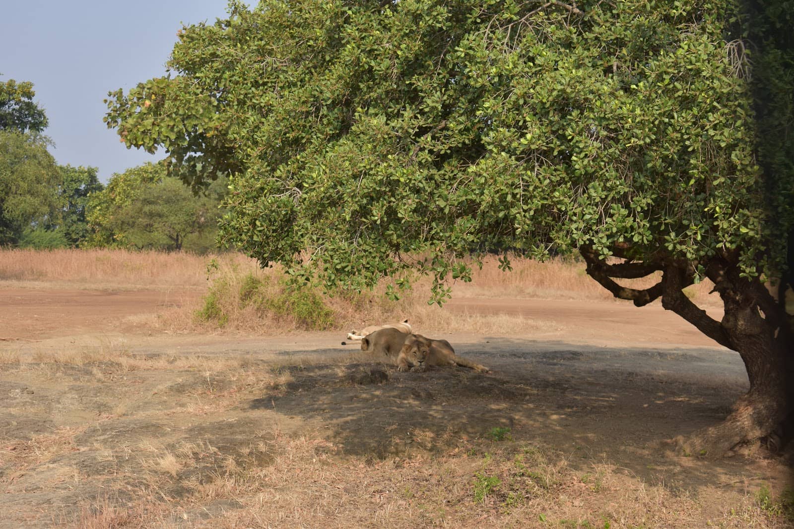 Jungle Safari Thrill