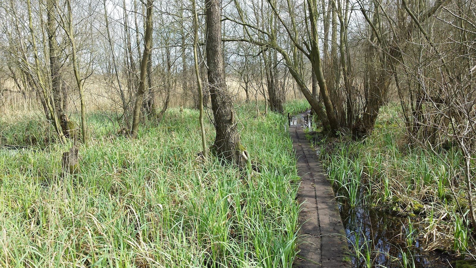 Roydon Fen - Image 1