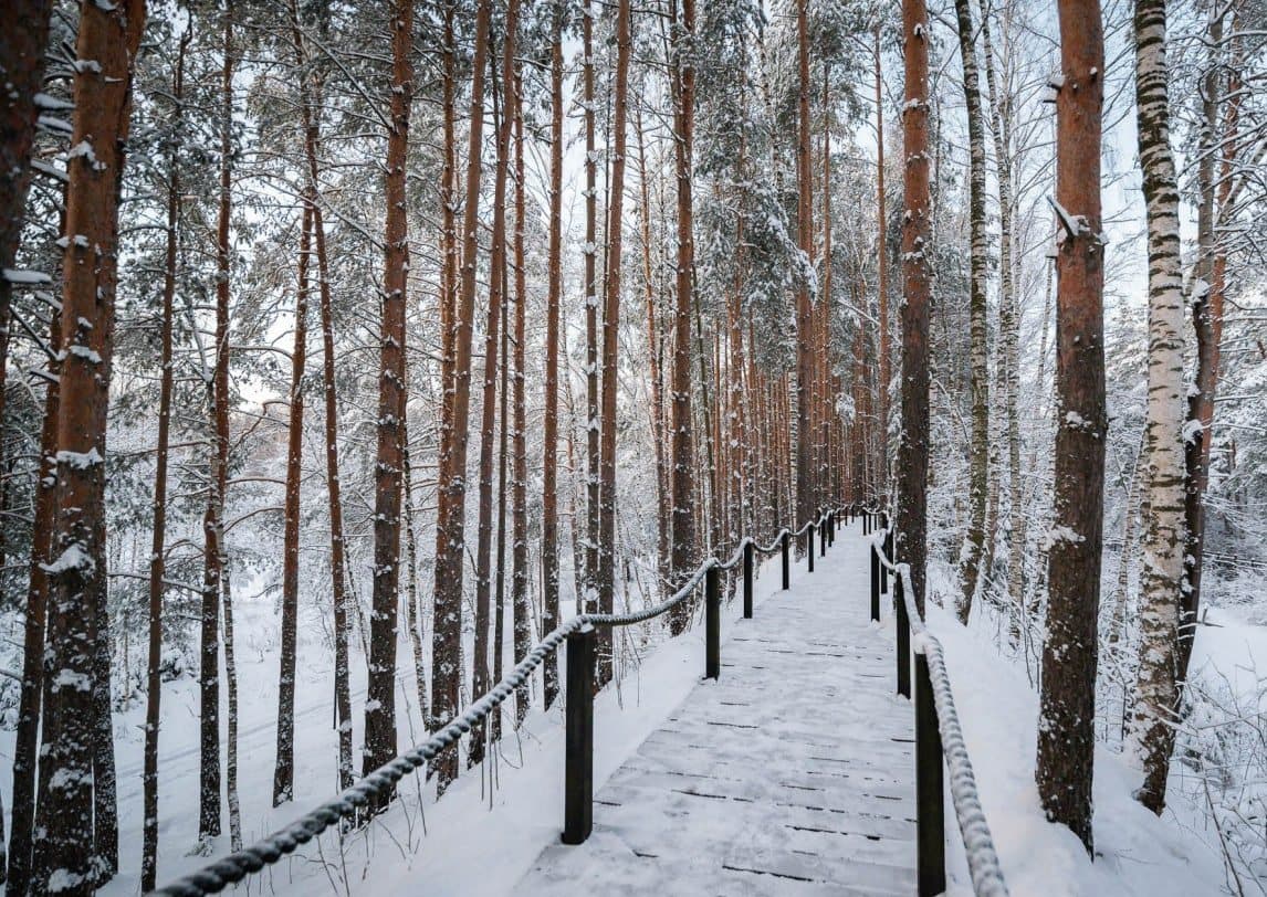 Losiny Ostrov National Park (Mytishchi side) - Image 1