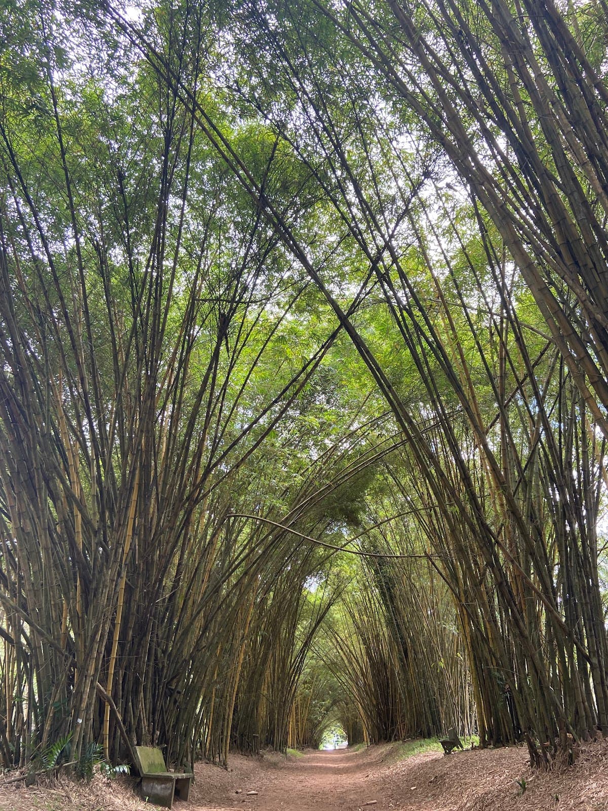 Bingerville Botanical Garden - Image 1