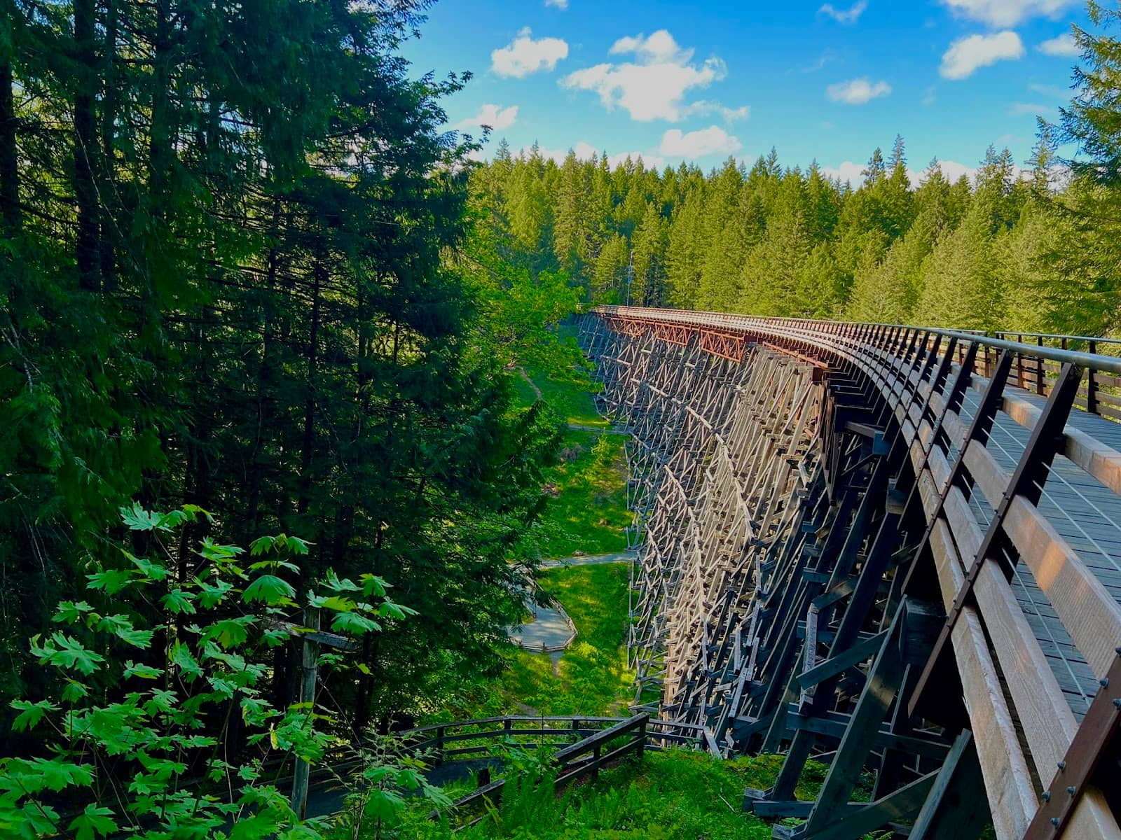 Panoramic Forest Views