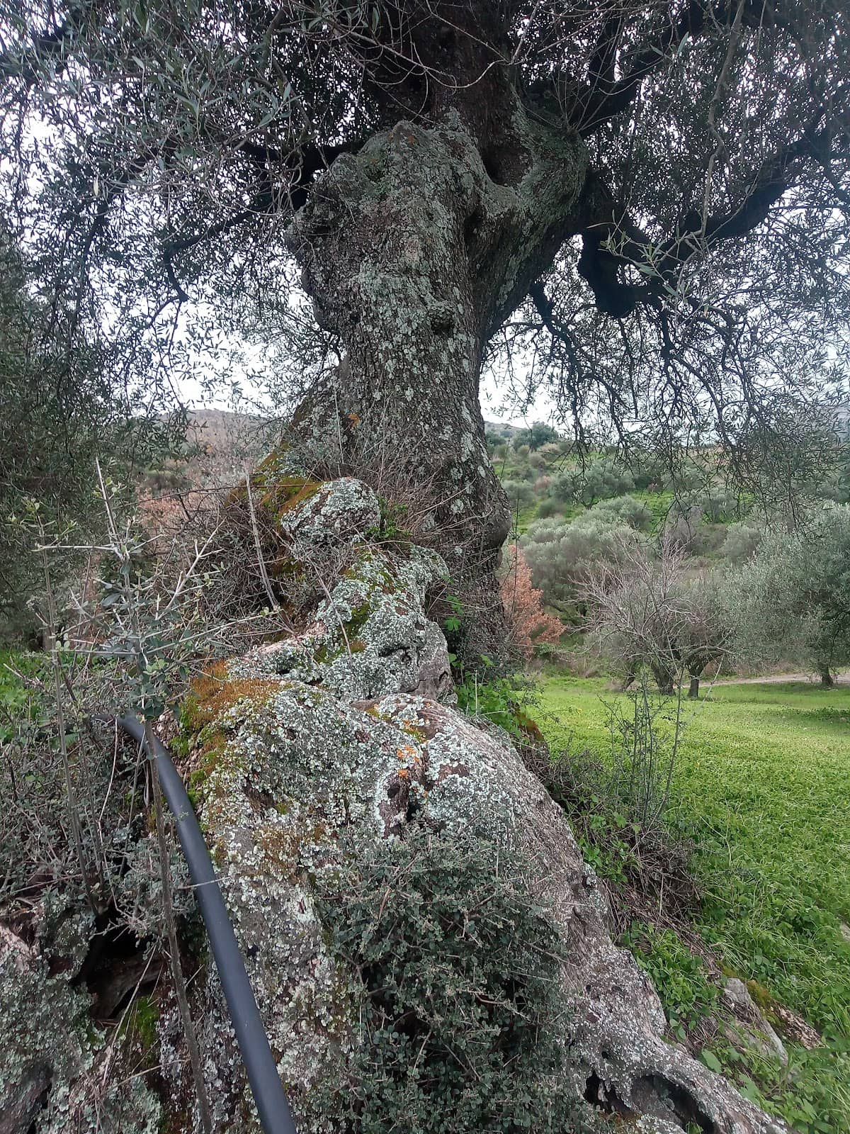 Exo Mouliana Village Square