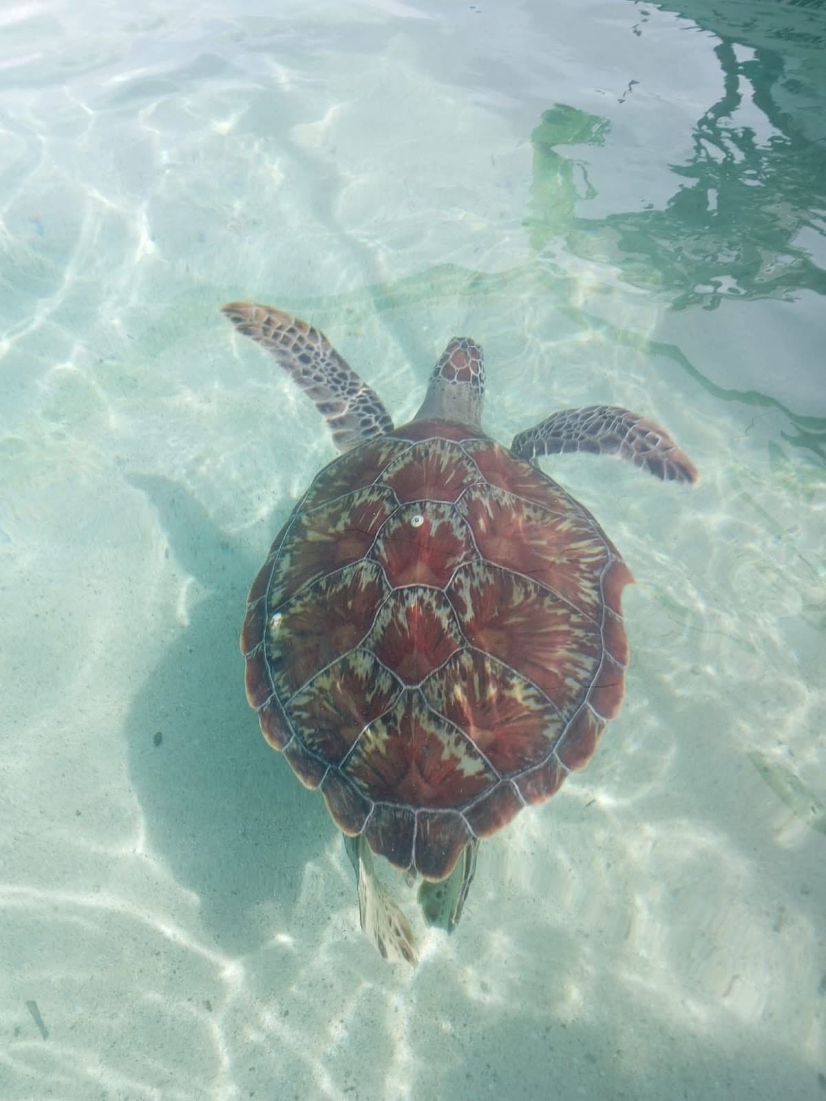 Turtle Sanctuary (Port Barton) - Image 1