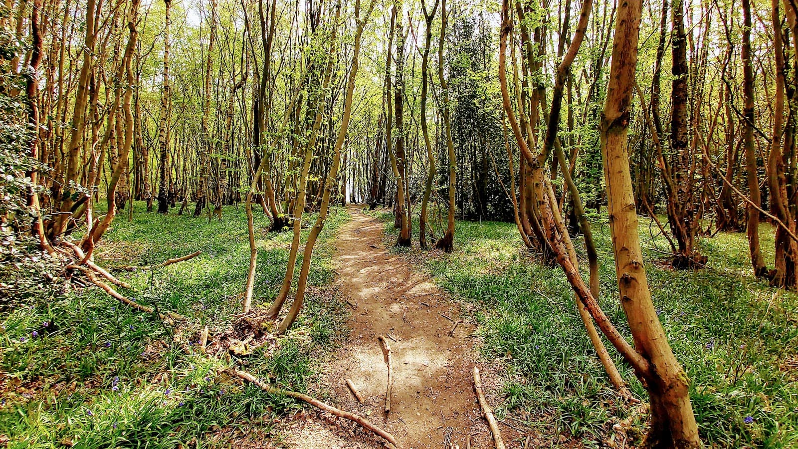 Symondshyde Great Wood - Image 1