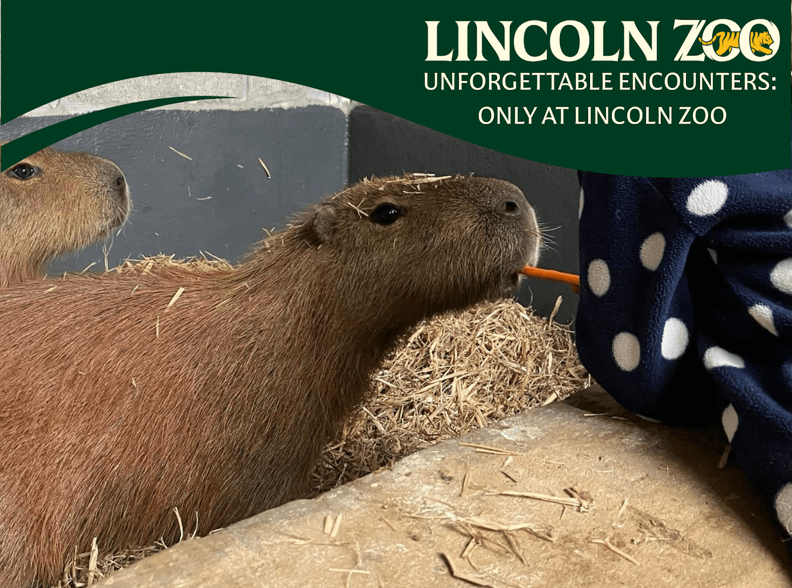 Red Panda & Wolf Enclosures