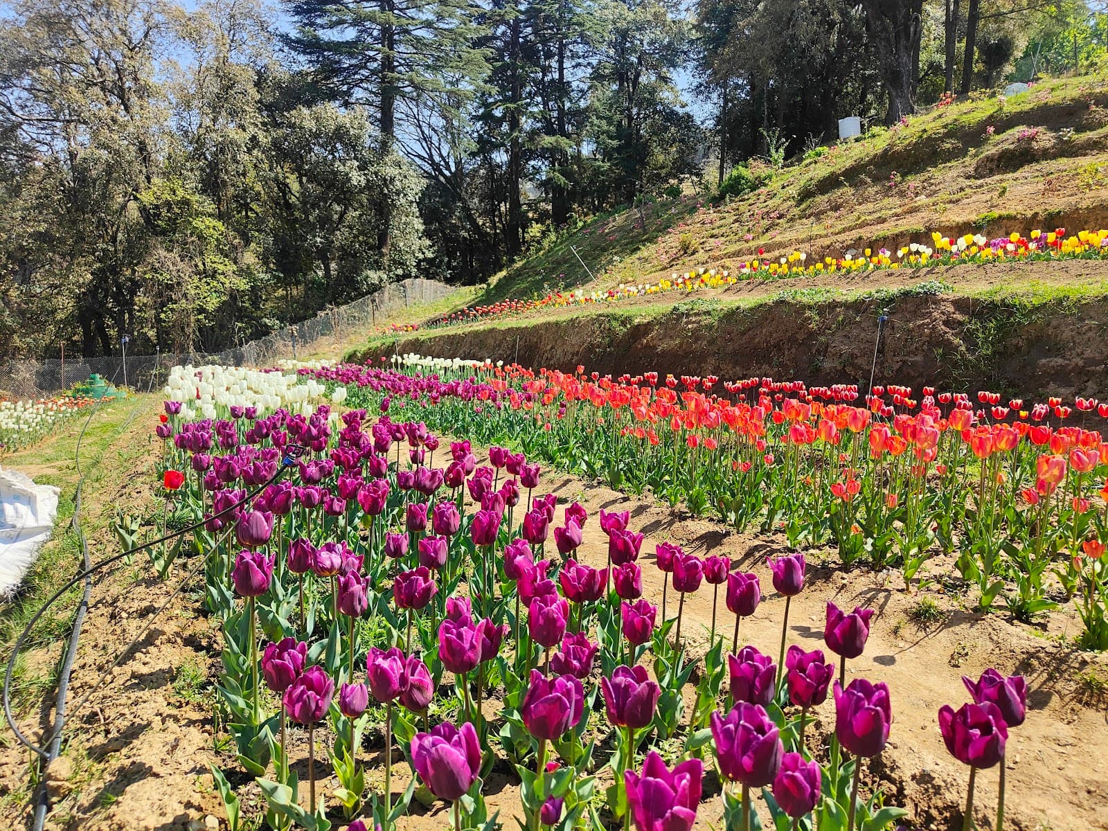 Chaubatia Gardens Ranikhet - Image 1
