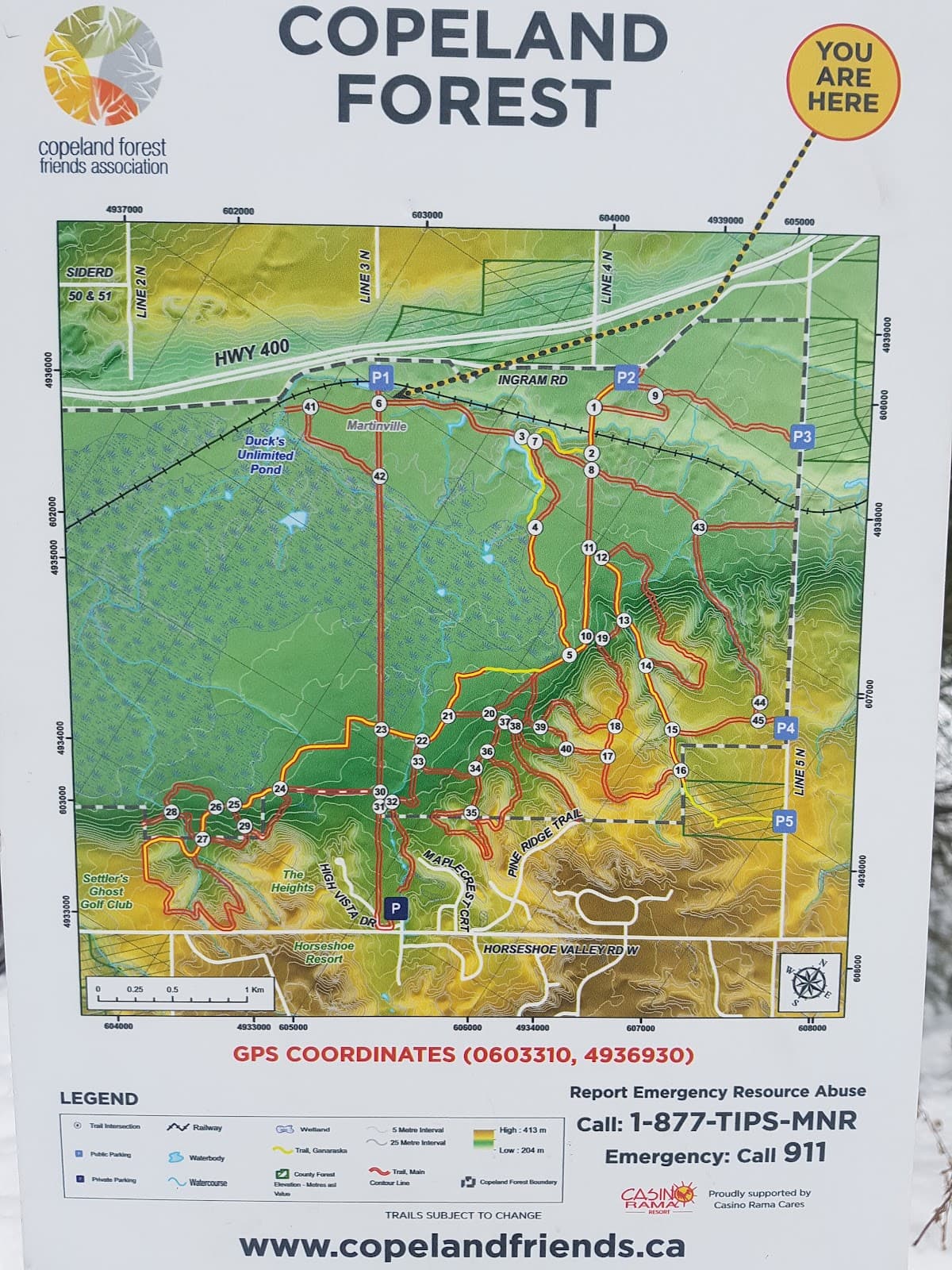 Copeland Forest - Image 1